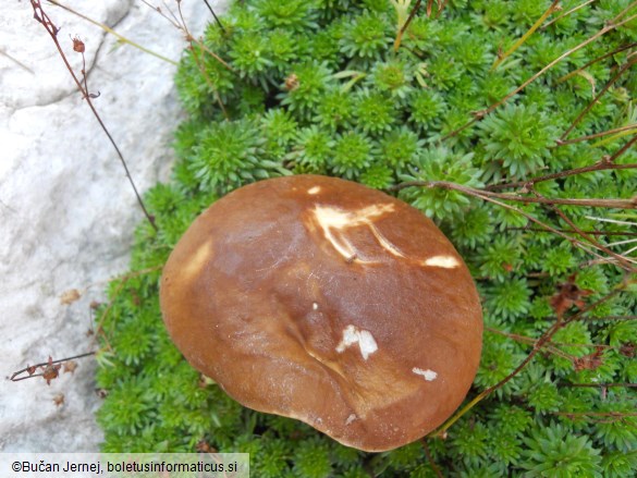 Boletus edulis