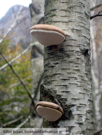 Piptoporus betulinus