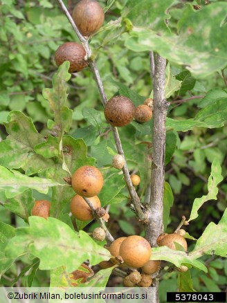 <i>Andricus kollari</i> na <i>Quercus</i> spp.