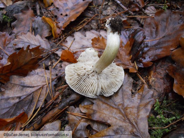 Tricholoma portentosum