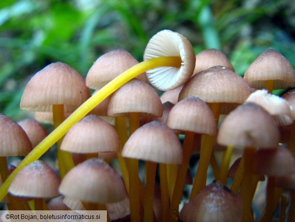 Mycena renati