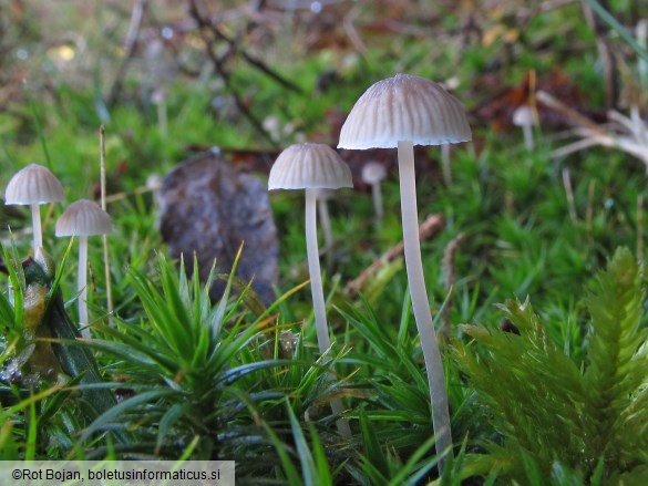 Mycena cinerella