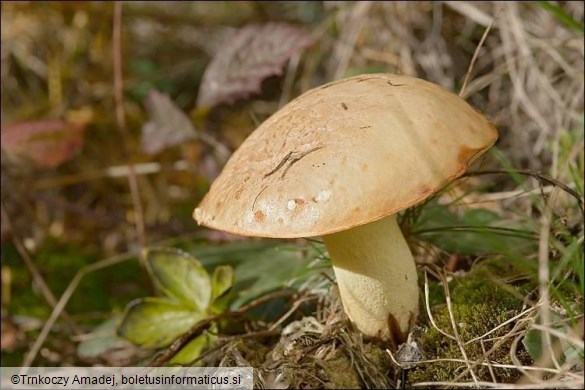 Suillus bovinus