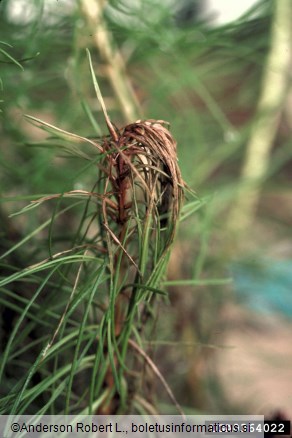 <i>Botrytis cinerea</i>