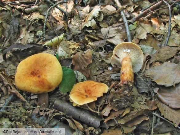 Lactarius rubrocinctus