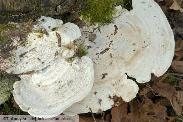 Trametes gibbosa