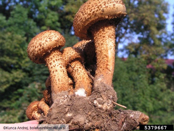 hrapavi luskinar (<i>Pholiota squarrosa</i>) na <i>Populus</i> spp.