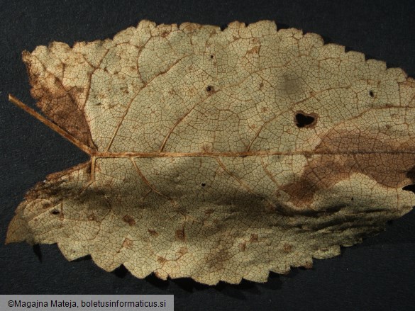 Puccinia salviae 