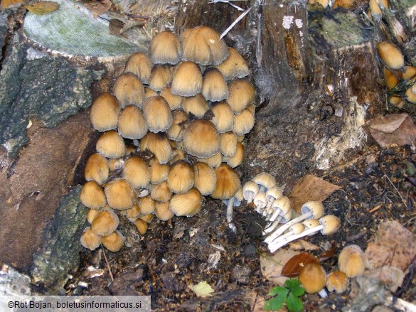 Coprinus micaceus