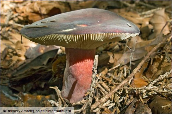 Russula queletii