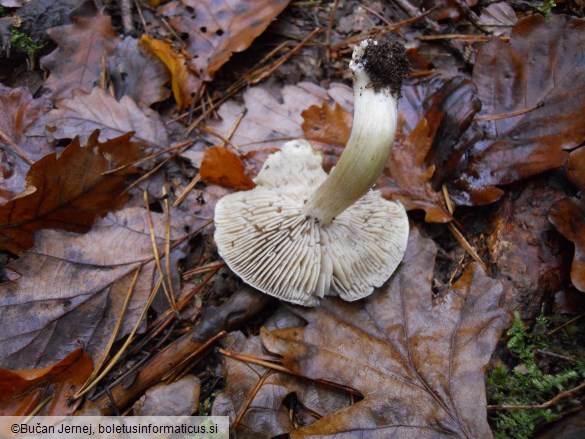 Tricholoma portentosum