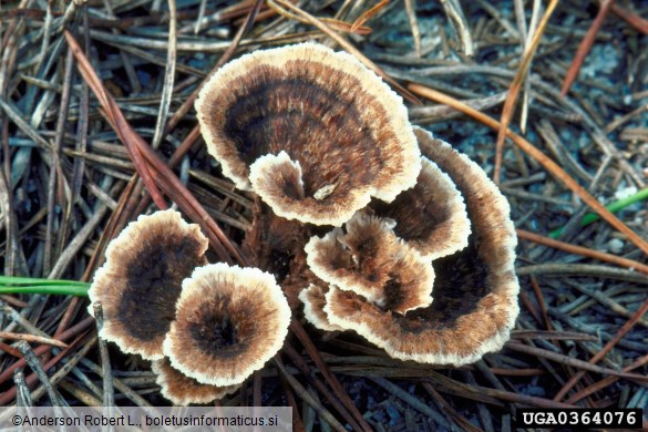 pozemska roža (<i>Thelephora terrestris</i>)