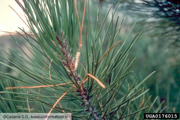 pinijev sprevodni prelec (<i>Thaumatopoea pityocampa</i>) na <i>Pinus</i> spp.