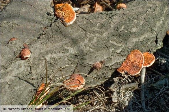 Pycnoporus cinnabarinus