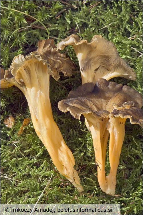 Cantharellus xanthopus