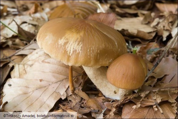 Psathyrella candolleana