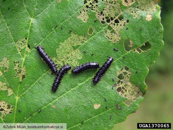 modri jelšev lepenec (<i>Agelastica alni</i>) na <i>Alnus</i> spp.