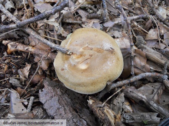 Paxillus involutus