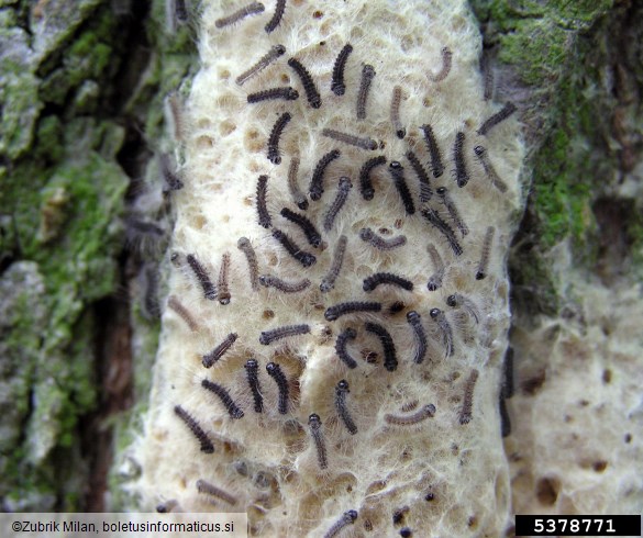 gobar (<i>Lymantria dispar</i>) na <i>Quercus</i> spp.