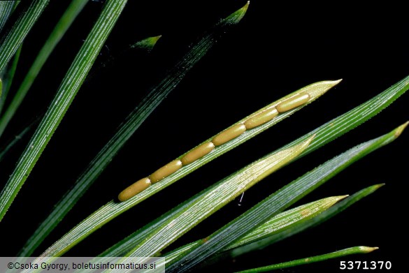 velika borova zapredkarica (<i>Acantholyda nemoralis</i>)