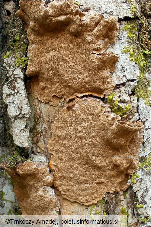 Phellinus conchatus