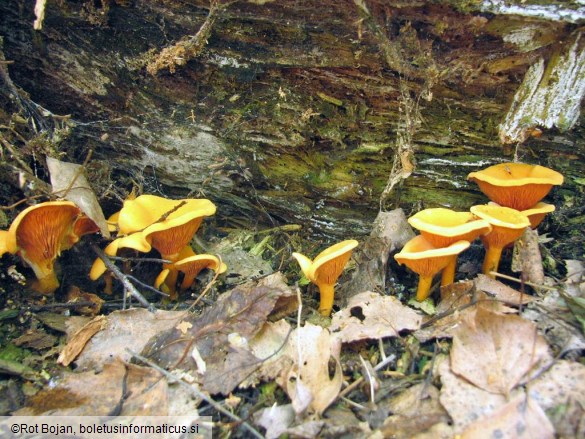 Hygrophoropsis aurantiaca