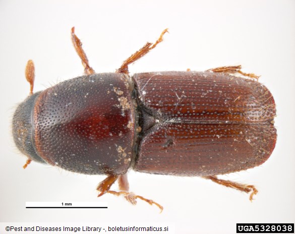 mali brestov beljavar (<i>Scolytus multistriatus</i>)