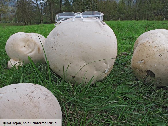 Calvatia gigantea