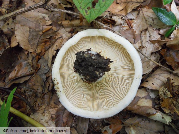 Lactarius vellereus