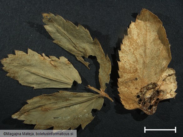Puccinia aegopodii 