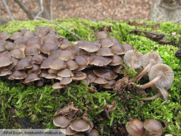 Mycena tintinnabulum