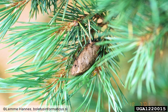 borov veščec (<i>Dendrolimus pini</i>) na <i>Pinus sylvestris</i>