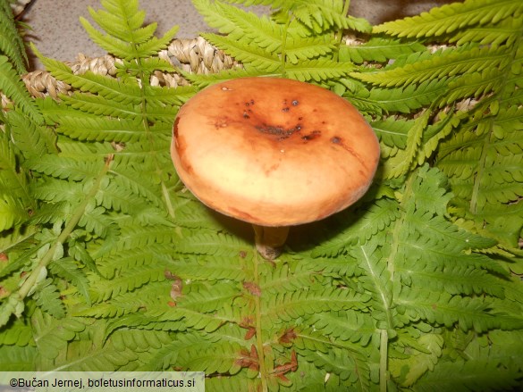 Lactarius volemus