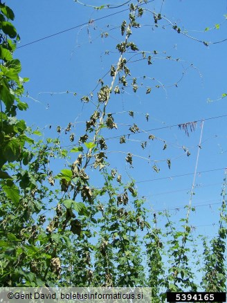 verticilijska uvelost listavcev (<i>Verticillium albo-atrum</i>) na <i>Humulus lupulus</i>