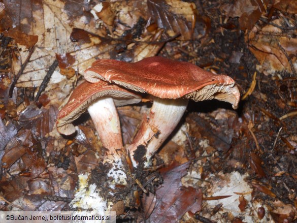 Cortinarius bolaris