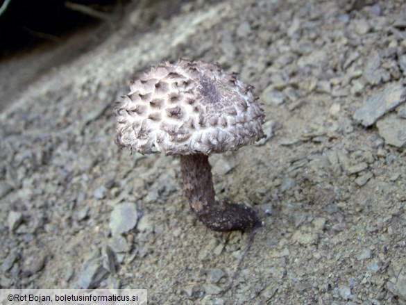 Strobilomyces strobilaceus