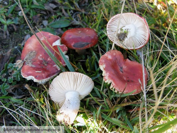 Russula nana var. alpina