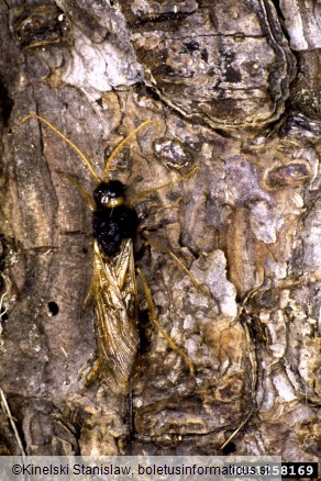 velika rumena lesna osa (<i>Urocerus gigas</i>)