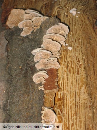 Navadna cepilistka