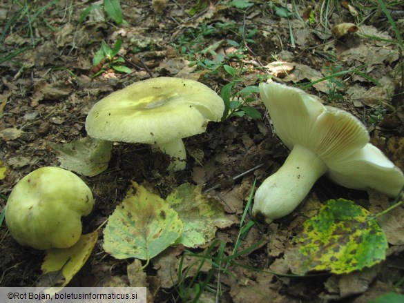 Russula violeipes f. citrina