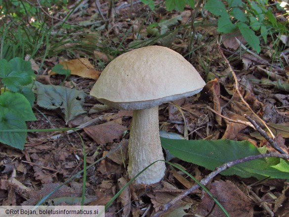 Leccinum holopus