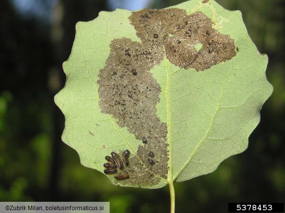 mala vrbovka (<i>Phratora vitellinae</i>) na <i>Populus</i> spp.