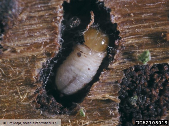 osmerozobi smrekov lubadar ali knaver (<i>Ips typographus</i>) na <i>Picea abies</i>