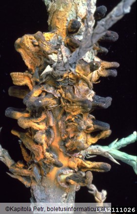 <i>Gymnosporangium sabinae</i> na <i>Juniperus</i> spp.