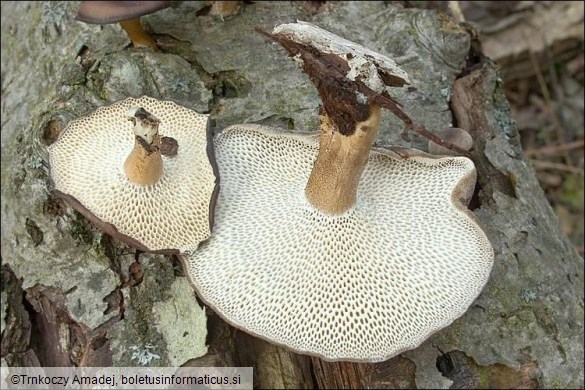 Polyporus brumalis