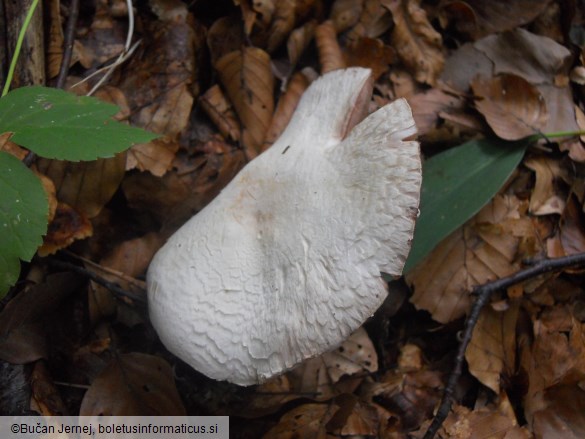 Agaricus essettei