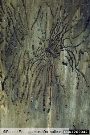 dvojnooki smrekov ličar (<i>Polygraphus poligraphus</i>) na <i>Picea abies</i>