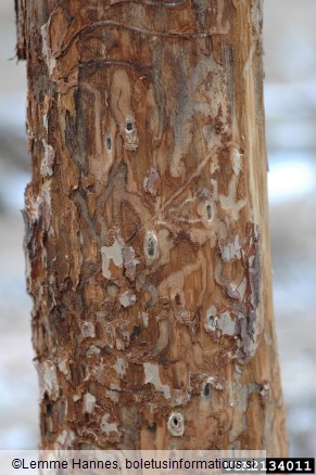 veliki borov rilčkar (<i>Pissodes pini</i>) na <i>Pinus sylvestris</i>