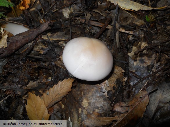 Lepista glaucocana