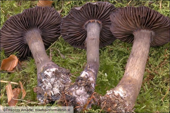 Cortinarius violaceus